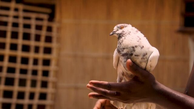 Slow motion video footage of a pigeon flying. A great video of a white dove flying from hand.