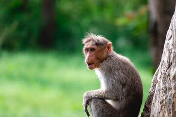 Portrait of a monkey