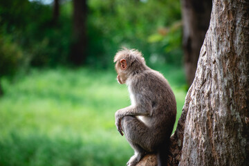 Monkey relaxing in the sun
