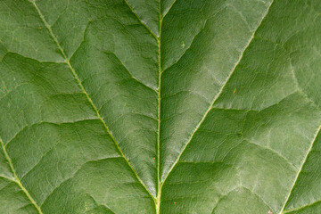 Close up shot of dark leaf details for background use