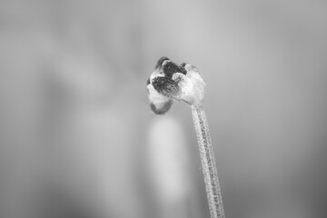 Close up shot of single Lavender flower in monochrome