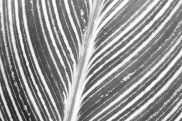 Obraz premium Close up shot of leaf details in monochrome