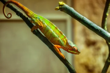Gordijnen Green chameleon is walking on branch in the zoo. © Mateusz Figarski