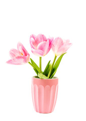 Tulips, isolated on white