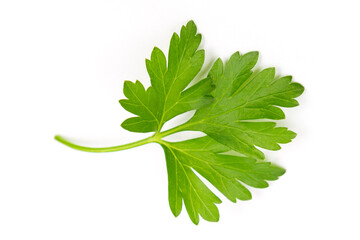 Branch of fresh parsley isolated on white