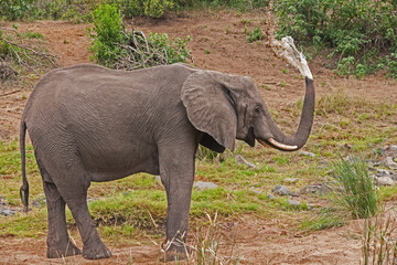 African Elephant Loxodonta africana 13715
