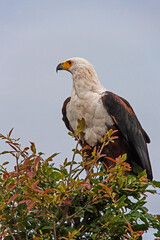 African Fish Eagle Haliaeetus vocifer 13701