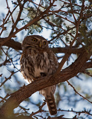 Pearl-spotted Owlet Glaucidium perlatum 4807