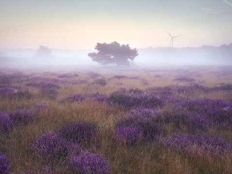 Morning mists on the moor. Westruper Heide nature reserve in the