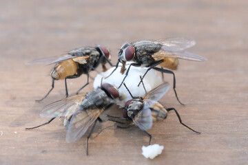 Houseflies eating food on brown table, four flies feeding outdoors.