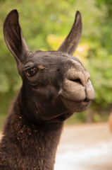 Obraz premium Lama is watching on you with beautiful eyes