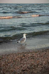 Fototapeta na wymiar Beautiful bird walking through waves along seaside