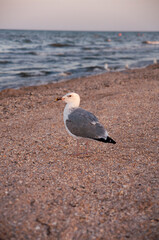 Bird looking to the beautiful seaside 