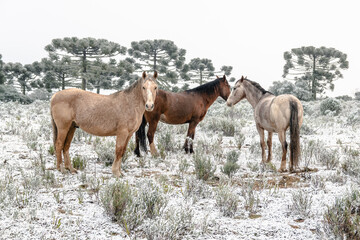 Horses in the Frost