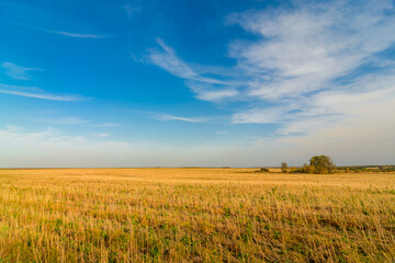 golden wheat field with clouds