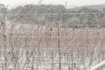 Frozen Vineyard in Santa Catarina - Brazil