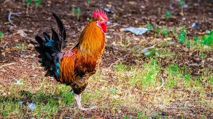 rooster in the grass