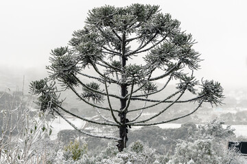 Frozen Araucaria