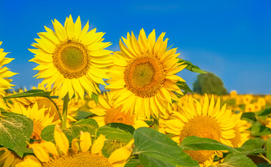 Fleurs de tournesols dans un champs avec la lumière du soleil.	