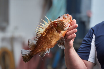 Fisherman showing a hunted fish on a boat in Alaska. Selling fresh fish at the market. International Fisherman's Day; International Year of Artisanal Fisheries and Aquaculture; World Fisheries Day
