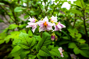 2021 07 17 Lago Di Santa Croce Solanum tuberosum