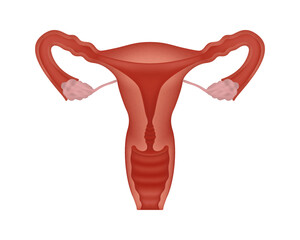 Cut-away view realistic female human reproductive system. Anatomically correct female reproductive system on white background.