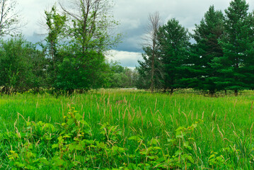 The woods of islands of Boucherville national park, Quebce, with cloudy sky and high pine trees on a summer day