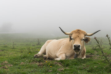 Vaca marrón tipica de los lagos de Covadonga entre la niebla