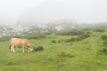 Vaca marrón tipica de los lagos de Covadonga entre la niebla