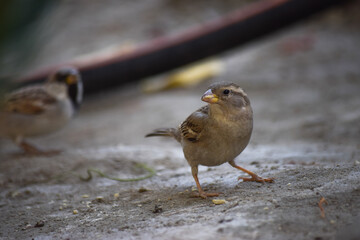 Sparrow Asian Bird tree outdoors street finches wildlife animal wallpaper photo