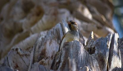 Sparrow Asian Bird tree outdoors street finches wildlife animal wallpaper photo