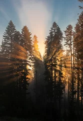 Foto auf Leinwand die Sonnenstrahlen im nebligen Wald © sebi_2569