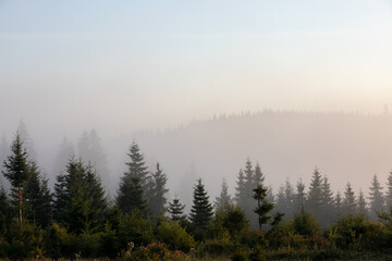 landscape with a pine forest in the fog