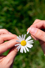 Guess game on chamomile flower with yellow core and many delicate petals, tearing off.Young female hands hold one single white flower.Symbol of simplicity and purity