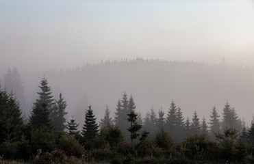 Landscape with a fir forest in the fog