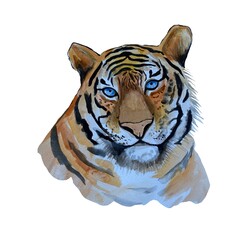 Color portrait realistic tiger isolated on white background. Watercolor. Illustration. Template. Hand drawing. Hand painting. Close-up.