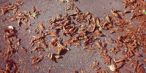 Fallen dried brown foliage lying on asphalt road top view