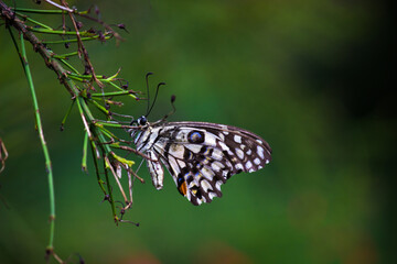  Papilio butterfly or The Common Lime Butterfly resting on the flower plants in its natural habitat in a nice soft green background
 Papilio butterfly or common lime butterfly clap the wings on the fl