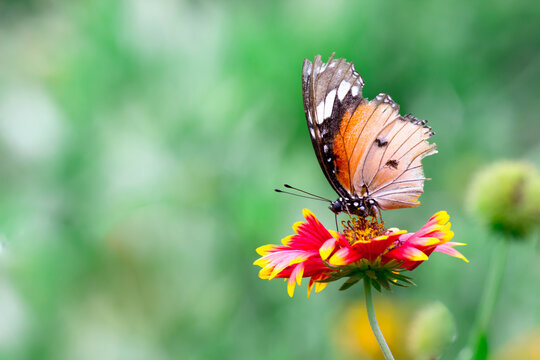 Beautiful Image of plain tiger butterfly on the flower plants during springtime