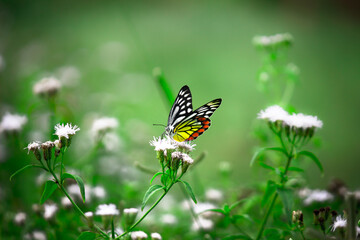  A female Delias eucharis, the common Jezebel, is a medium-sized pierid butterfly found resting on to the flower plant in a public park in India the striped colors of the butterfly is very attractive 