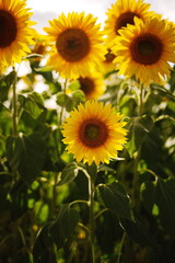 Fototapeta premium Sunflowers growing in a field at a local orchard in Ontario, Canada.