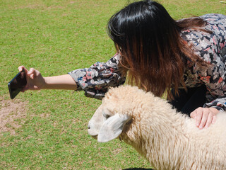 closeup Asian woman holding mobile phone and taking selfie with cute white sheep or lamb on green...