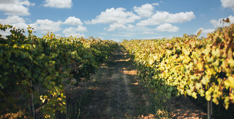 Vineyard ready for grape harvest. Production of balsamic vinegar of Modena Italy
