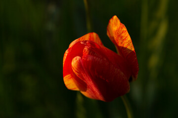 Obraz premium A flower bed with red tulips. Flowering of cultivated plants.