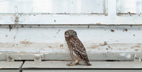 Little owl (Athene noctua), also known as the owl of Athena or owl of Minerva.