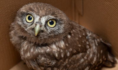 Little owl (Athene noctua), also known as the owl of Athena or owl of Minerva.