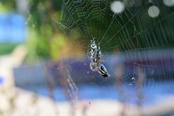 Cross spider in a spider web against a colourful blurred background