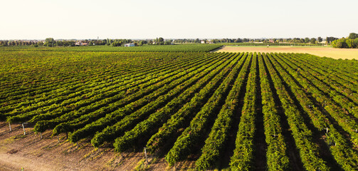 Aerial view of Italian red grape vineyard