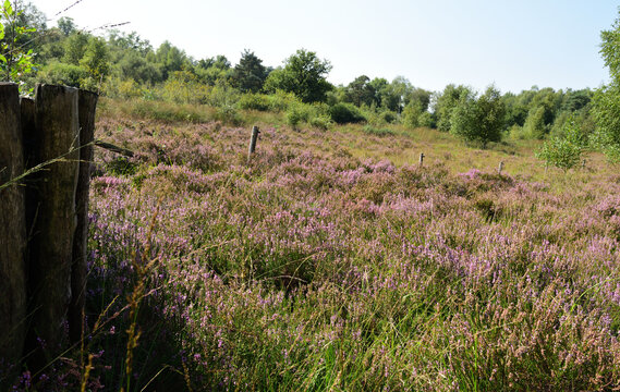  heidekraut in naturpark schwalm-nette, deutschland 