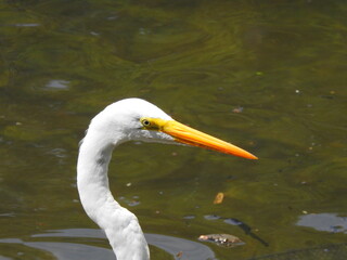 great white heron